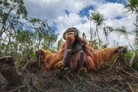 عکس‌های برتر جایزه محافظت از حیات وحش