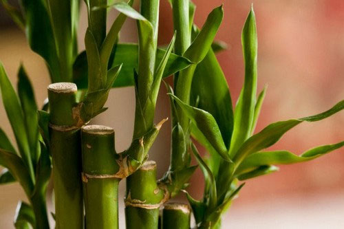 6 نکته طلایی درباره نگهداری از بامبو