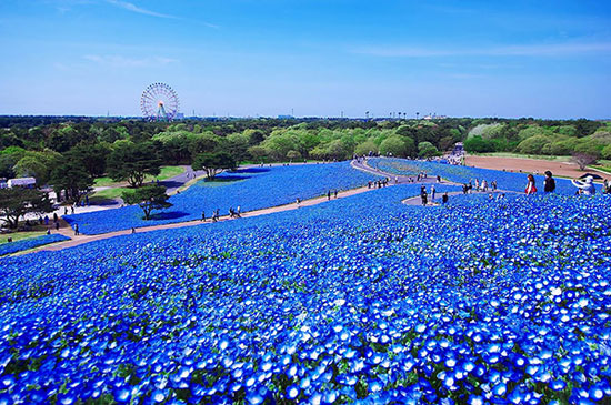 جهانگردی، مزارع گل‌های آبی در ژاپن