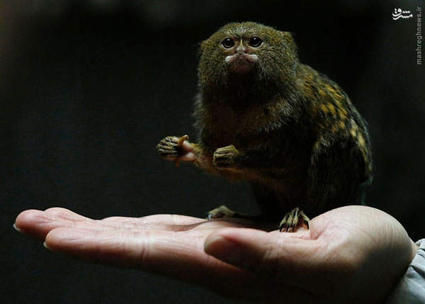 عکس: کوچکترین میمون جهان