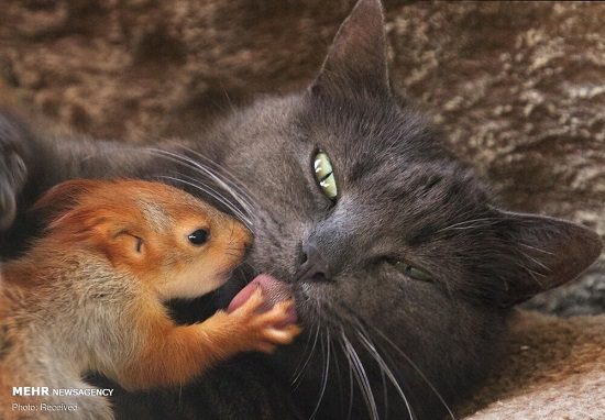 دوستی غیرمعمول حیوانات (۱)