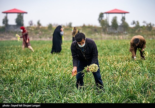 عکس‌های برداشت گل نرگس از مازندران دل‌تان را می‌برد