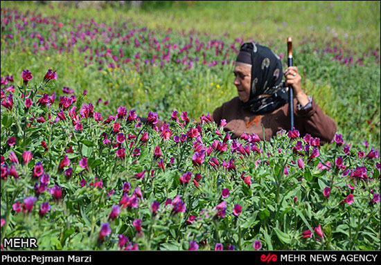 عکس: جشنواره گل گاوزبان