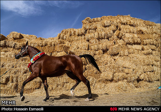 عکس: مسابقات زیبایی اسب اصیل عرب