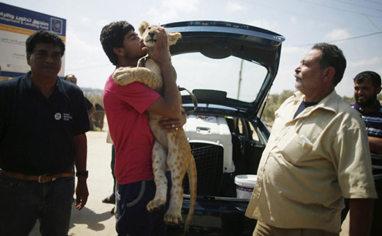 عکس: نوجوان غزه‌ای توله‌ شیرها را تحویل‌ داد