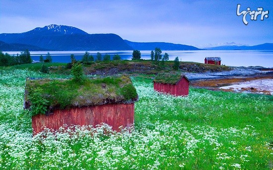 خانه های افسانه‌ای اسکاندیناوی با بام سبز!