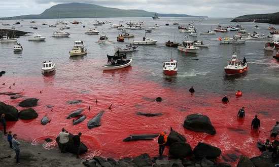 سنت ظالمانه مردم دانمارک؛ کشتن نهنگ‌ها