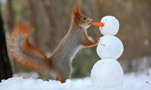 تصاویری زیبا از برف بازی سنجاب ها
