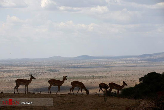 حیات وحش تانزانیا