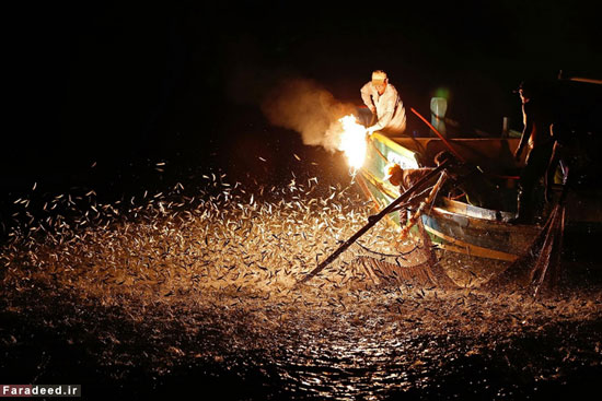 عکس: صید ماهی با شعله‌های آتش!