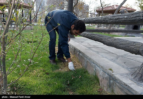 عکس: طرح جمع آوری ته سیگار در تبریز