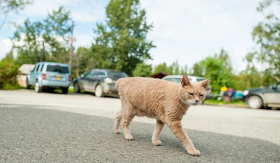 مرگ گربه‌ای که نزدیک به دو دهه شهردار بود!