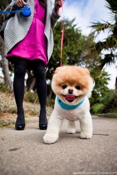 سگی که 3 میلیون طرفدار دارد! + عکس