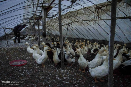 عکس: پرورش اردک شالیزاری در فریدونکنار