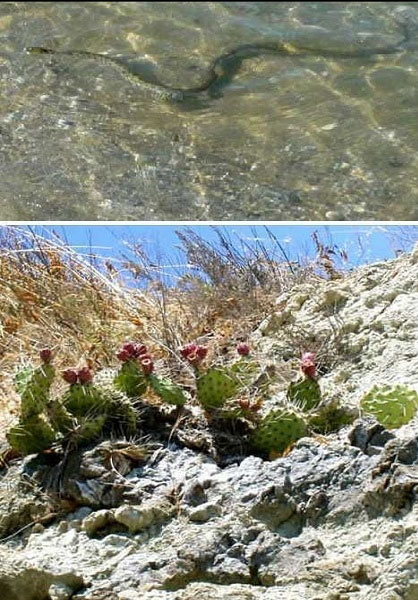 تصاویری از مرموزترین جزیره‌‌های مار