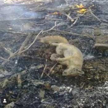 تصاویر تلخ از سوختن حیوانات در جنگل‌های زاگرس