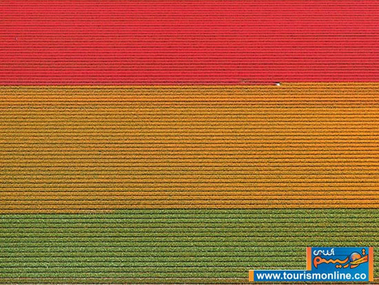 مزارع فوق‌العاده زیبا و منظم لاله در هلند