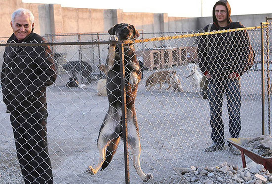 عکس: پناهگاه سگ‌ های ولگرد