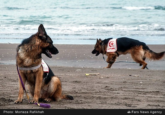 عکس: دوره آموزشی سگ های زنده یاب