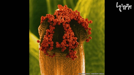 تصاویر هیجان‌انگیز از گل‌ها زیر میکروسکوپ
