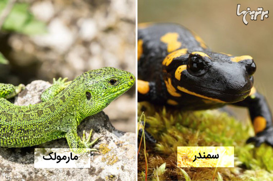 تفاوت این حیوانات شبیه به هم را می‌دانید؟