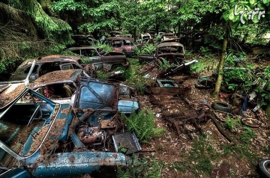 عکس: ترافیک 70 ساله در جنگل بلژیک!