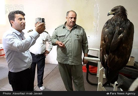 عکس: تحویل عقاب گرفتار به محیط زیست