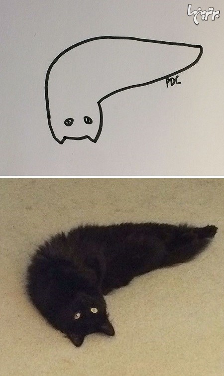 نقاشی‌های واقعی و خنده دار از گربه‌ها