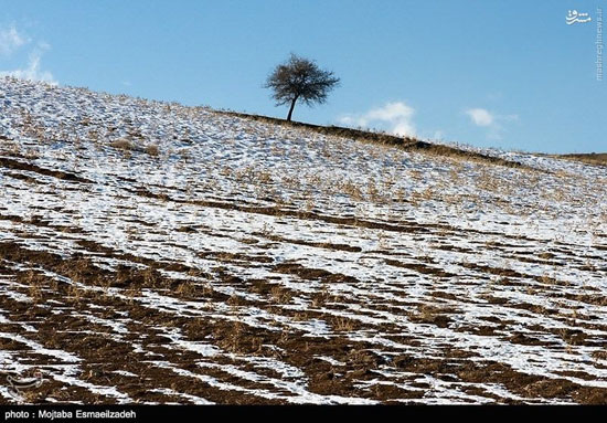 عکس/ طبیعت برفی آذربایجان غربی