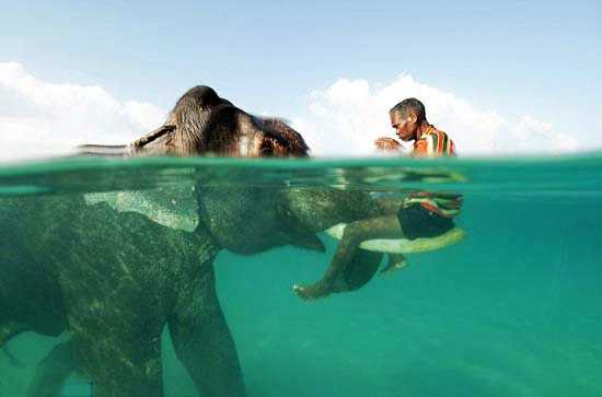 فیل شناگر در اقیانوس!!/ عکس