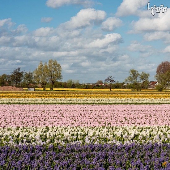 تصاویر دیدنی از مزارع زیبای لاله هلندی