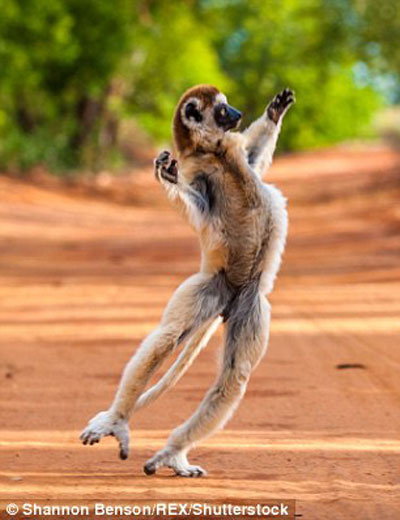 میمون رقاص تابحال دیده بودید؟! +عکس
