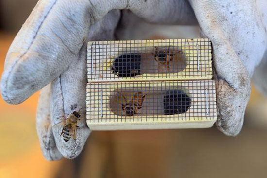آنچه اقتصاددانان باید از زنبور‌ها یاد بگیرند