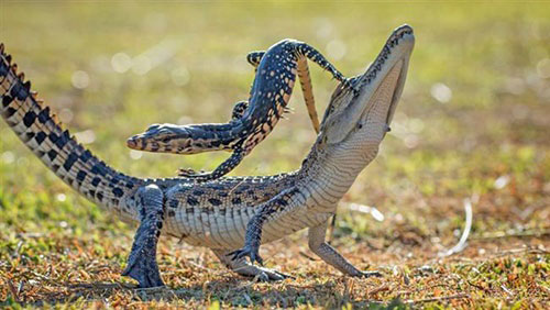 عکس: وقتی حیوانات از هم کولی می‌گیرند!