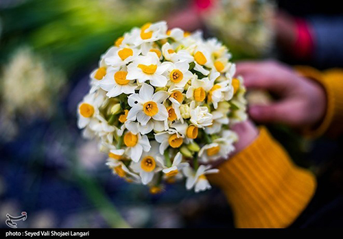 عکس‌های برداشت گل نرگس از مازندران دل‌تان را می‌برد