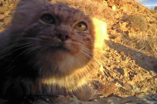 تصاویری از گربه نایاب ایرانی
