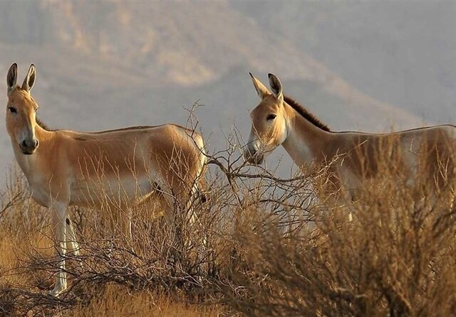 رهاسازی دو گورخر ایرانی در پارک محیط‌بان کرج
