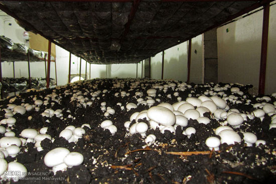 عکس: پرورش و تولید قارچ در هرمزگان