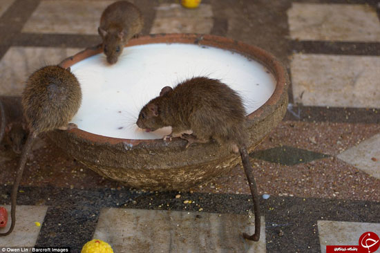 معبد موش‌های مقدس در هند!