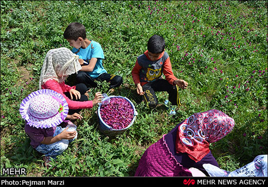 عکس: جشنواره گل گاوزبان