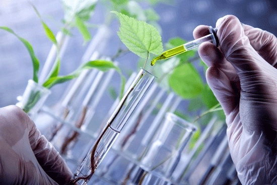آنالیز ژنتیکی و مولکولی ترایکم و ریشه‌های گیاهان
