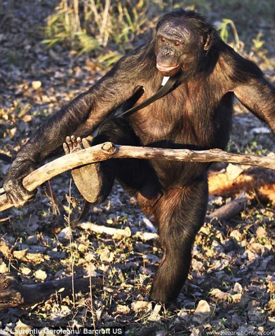 این شامپانزه برای خود آشپزی میکند! /عکس