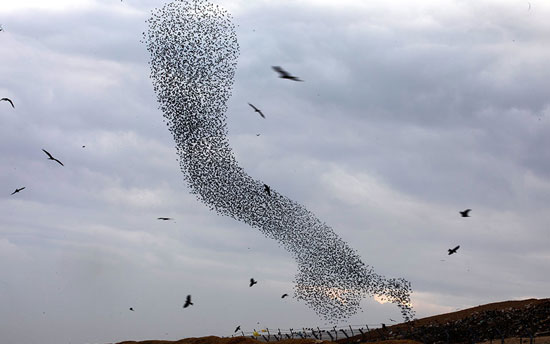 پرواز دسته جمعی پرندگان مهاجر در آسمان