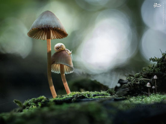 عجیب ترین قارچ های جنگلی +عکس