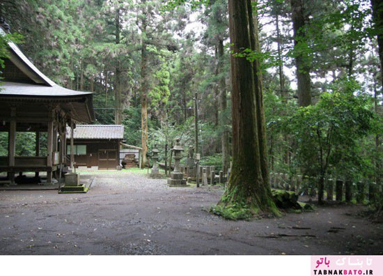 جنگل سحرآمیز کرم های شب تاب در ژاپن
