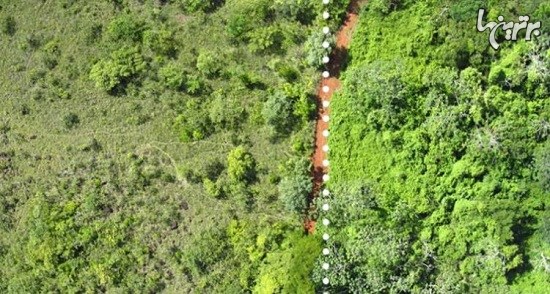 پوست پرتقال زندگی را به جنگل کاستاریکا بازگرداند