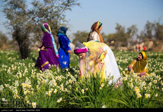 عکس: جشن گل نرگس در روستای جره