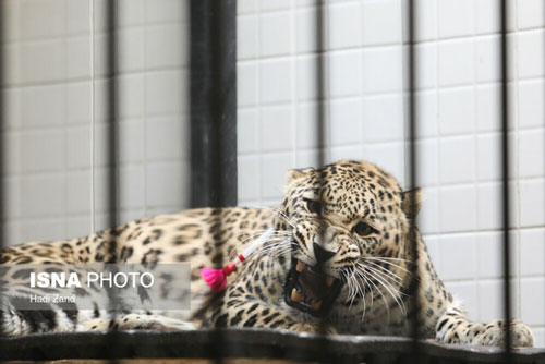 آخرین وضعیت شیر‌های ایرانی باغ‌وحشِ تهران