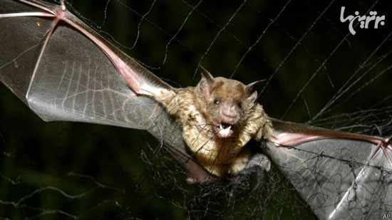 حقایقی درباره خفاش‌ های خون آشام
