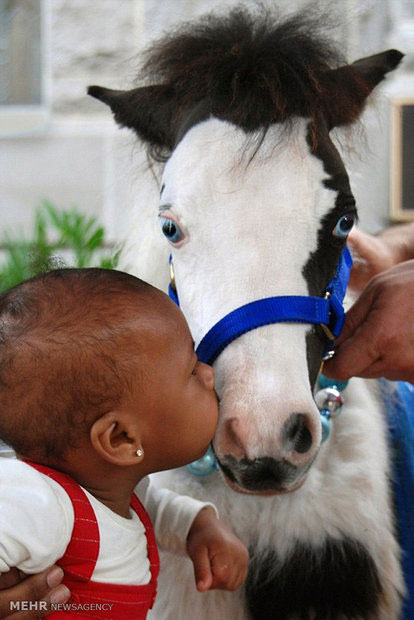 عکس: اسب درمانی